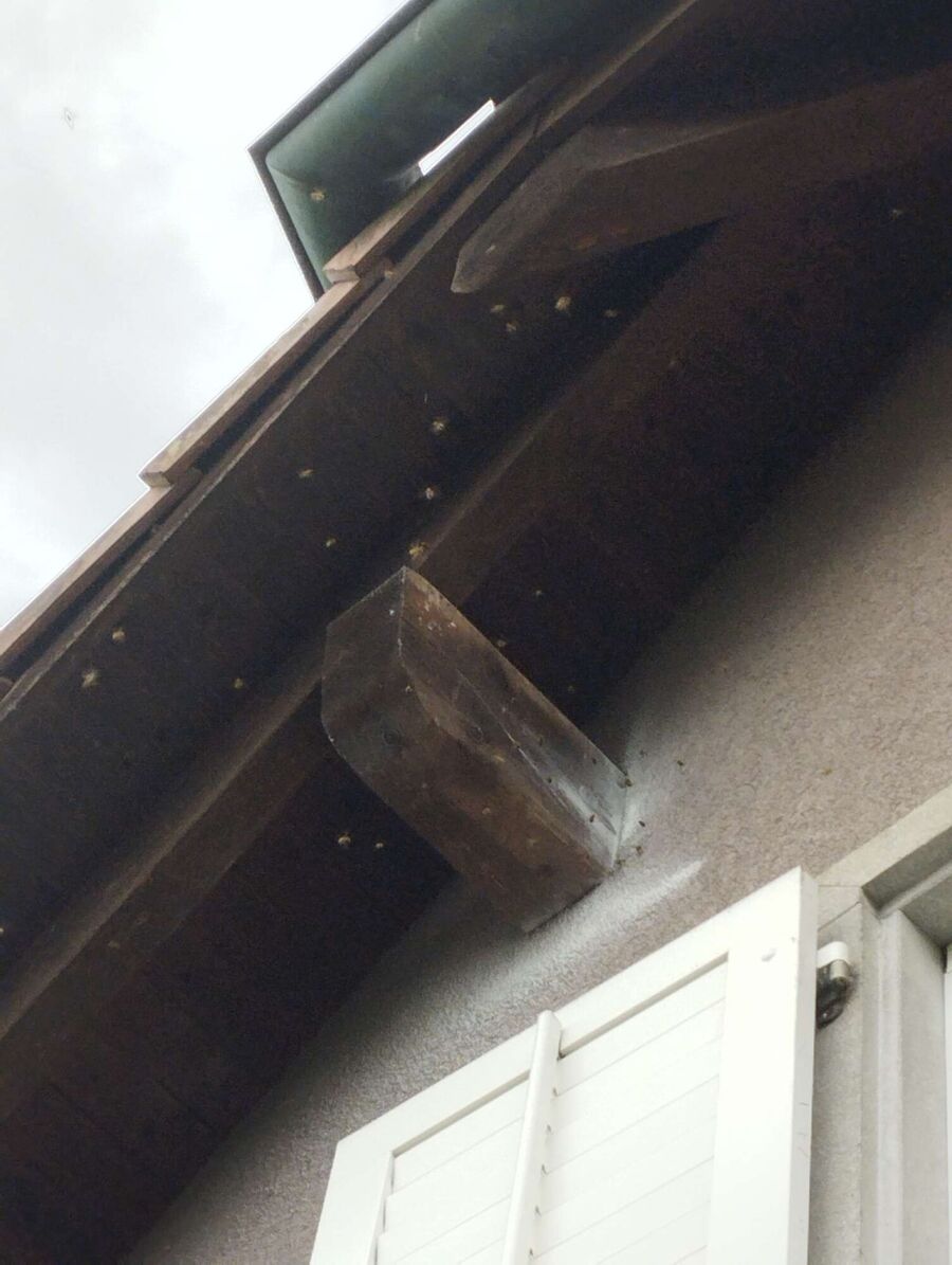 nid d abeille que faire