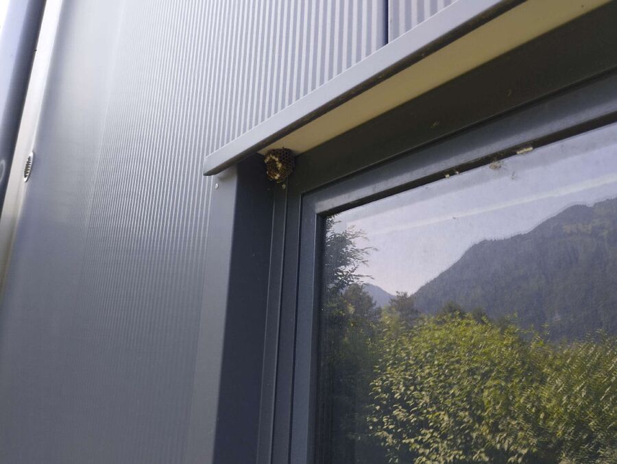 essaim d abeille enlevement