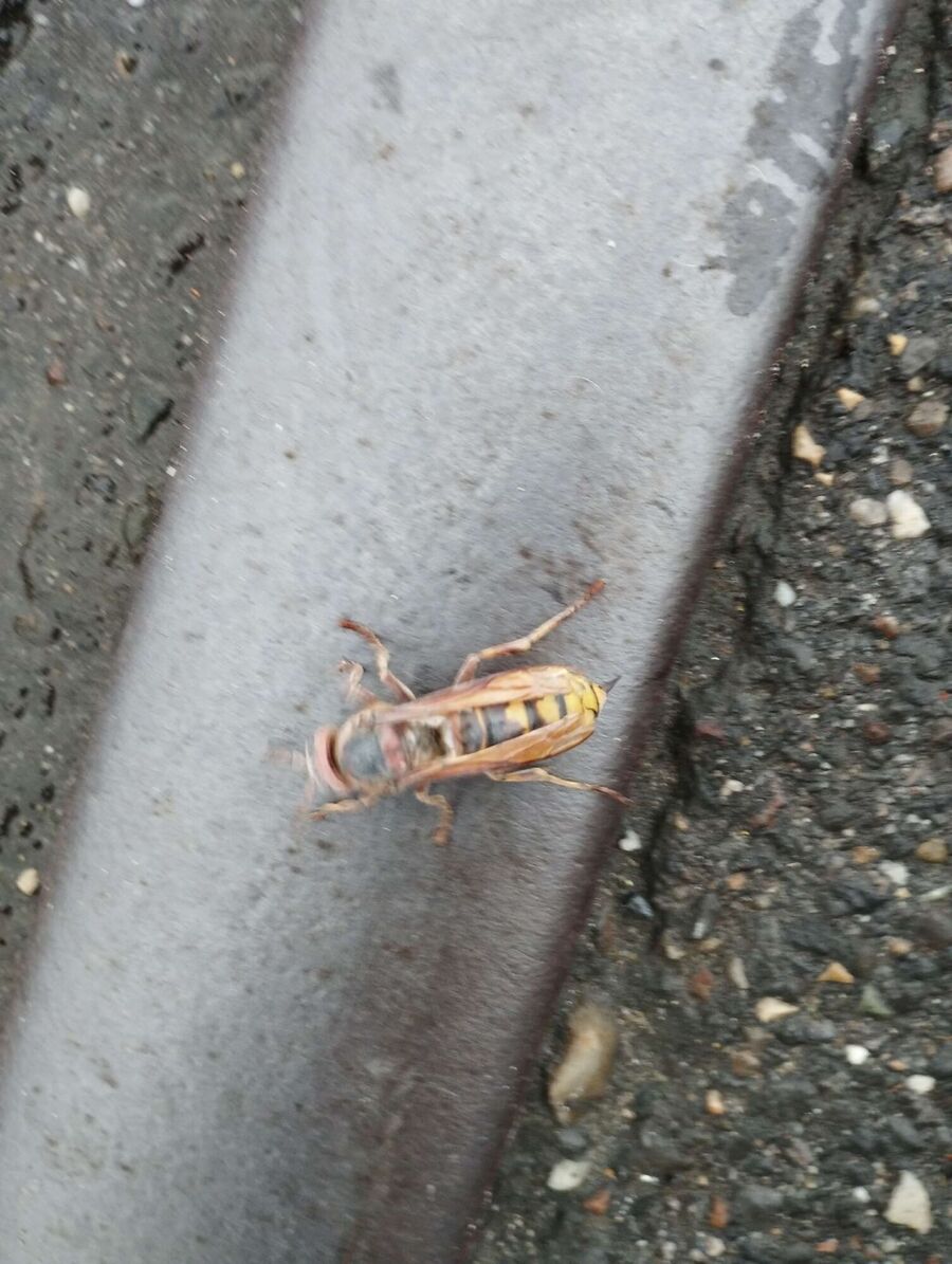 enlever un nid d abeille