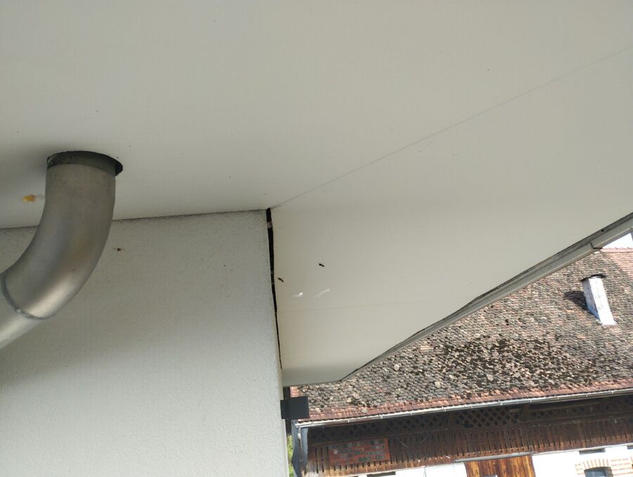 ruche abeille maison que faire