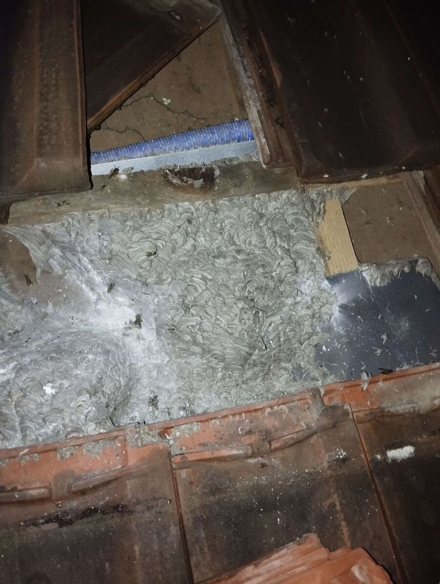 essaim d abeille enlevement