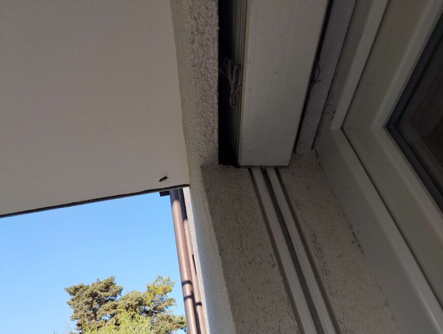 essaim d abeille enlevement