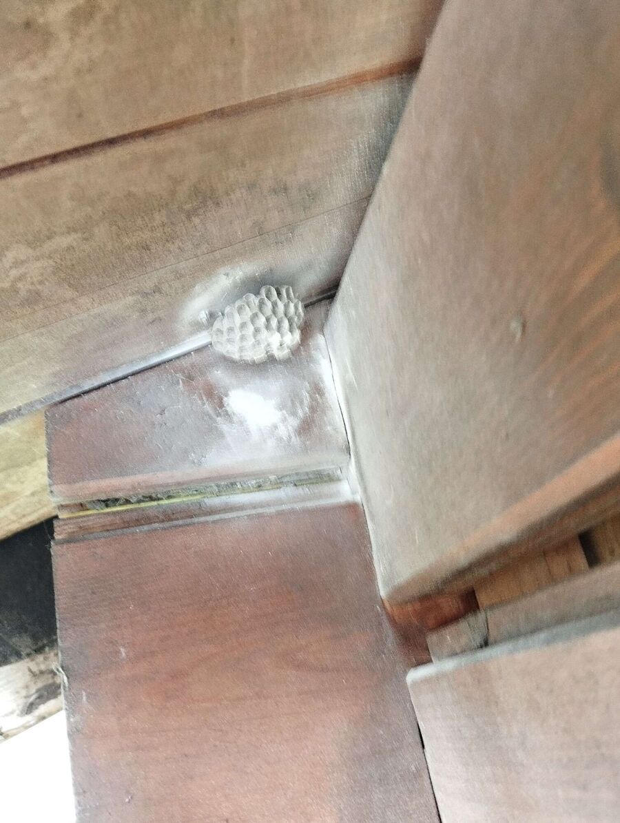 enlever un nid d abeille