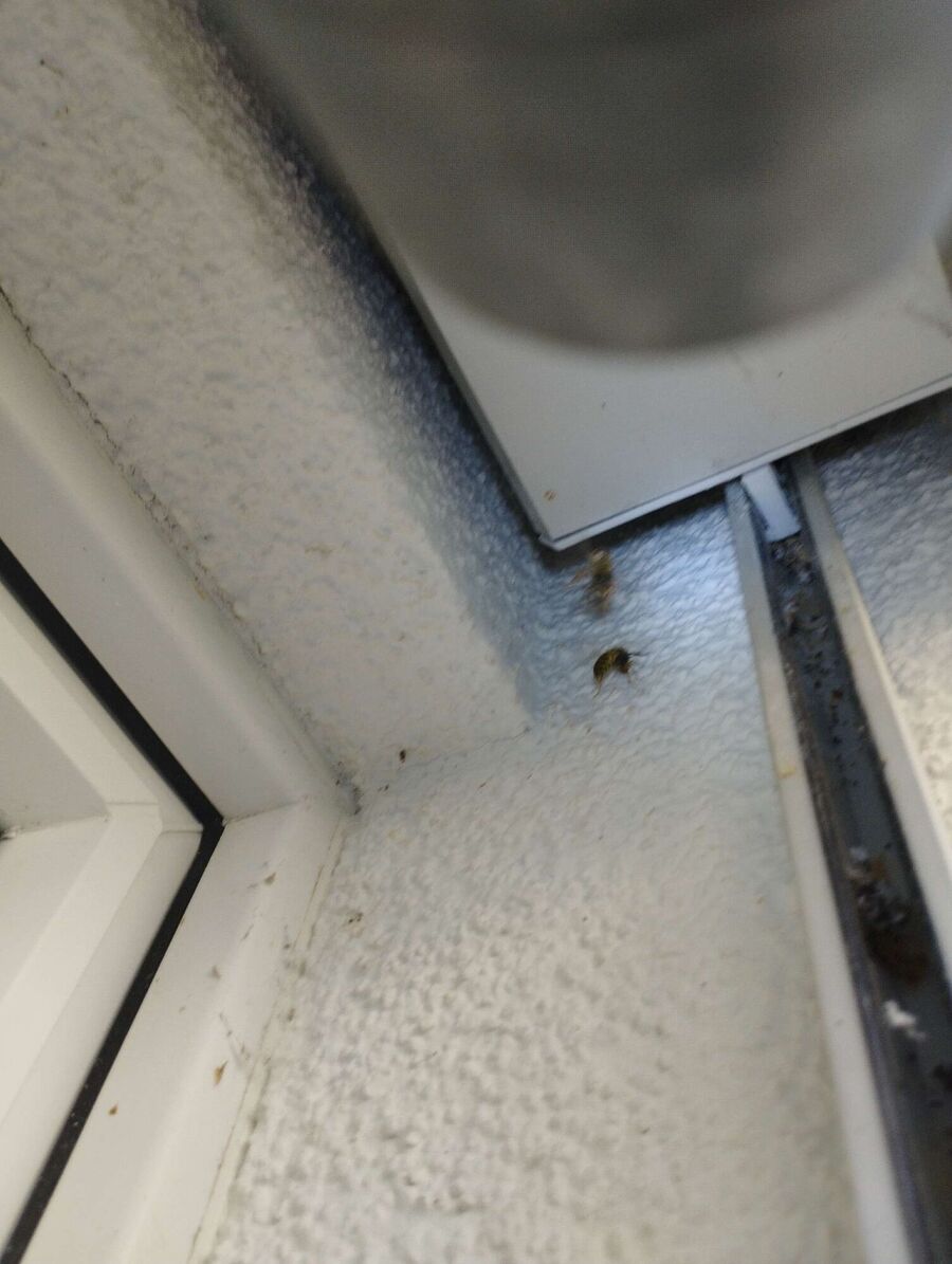 enlever un nid d abeille