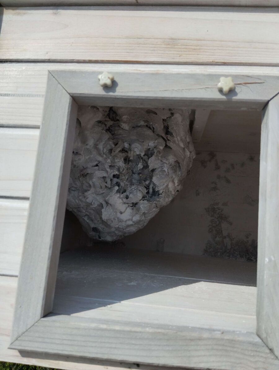 ruche abeille maison que faire