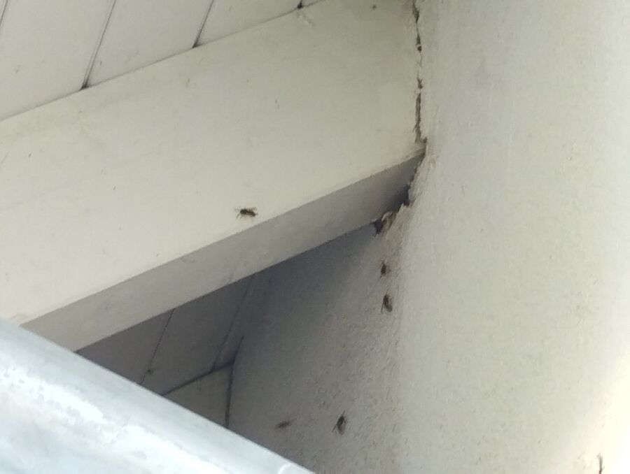 nid d abeille que faire