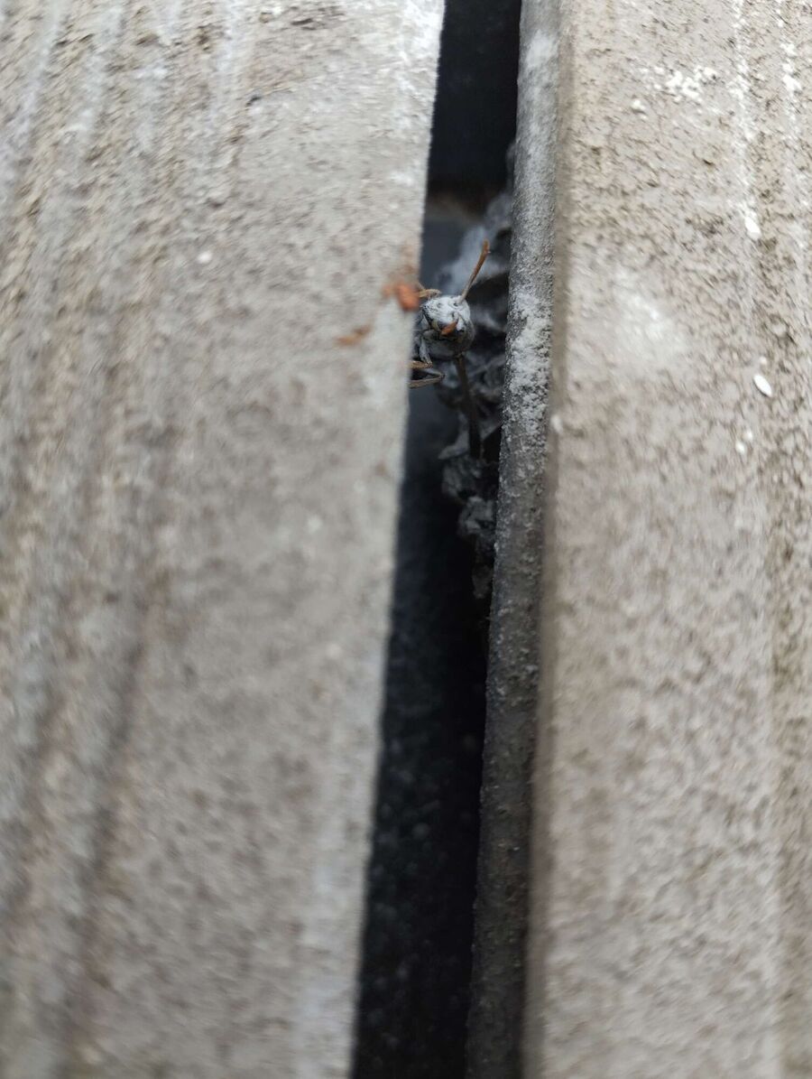 nid d abeille que faire