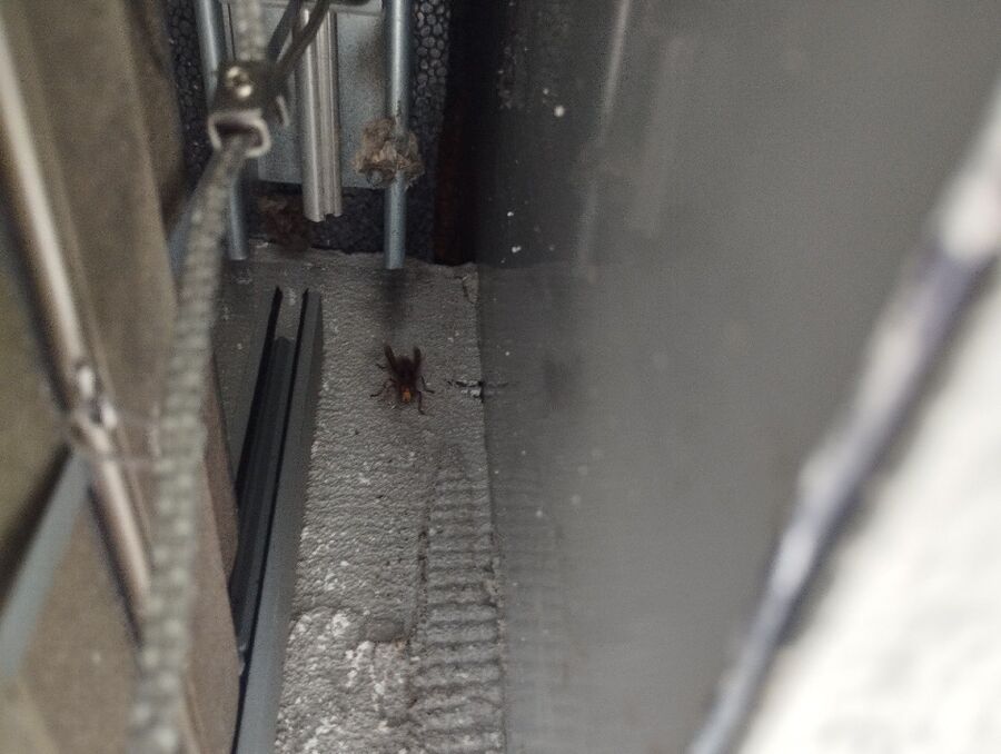 enlever un nid d abeille