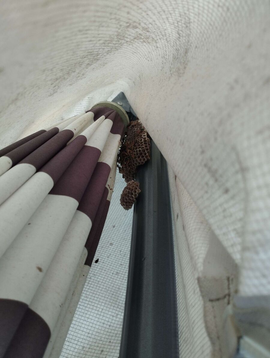 essaim d abeille enlevement