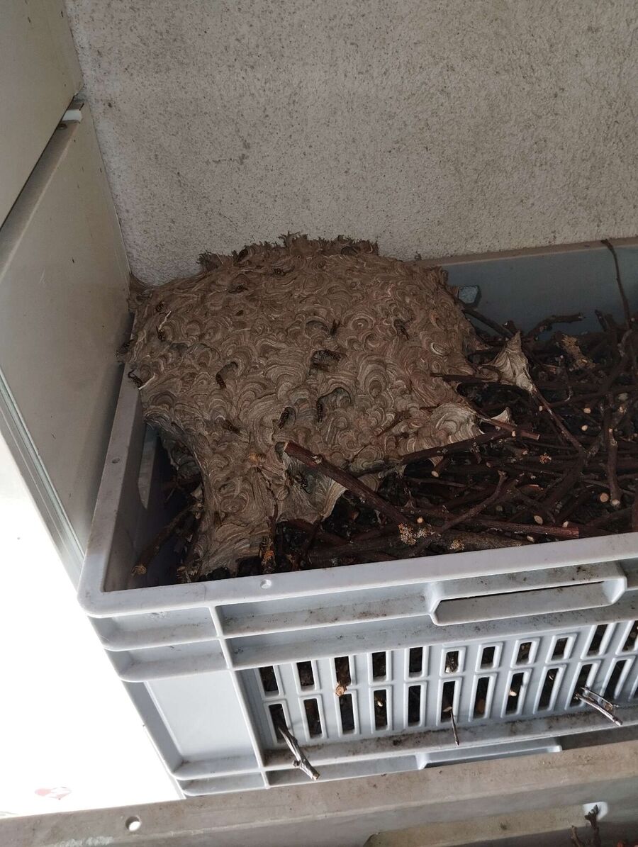 nid d abeille que faire