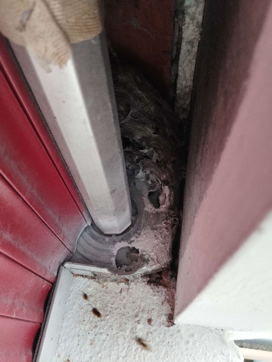 essaim d abeille enlevement