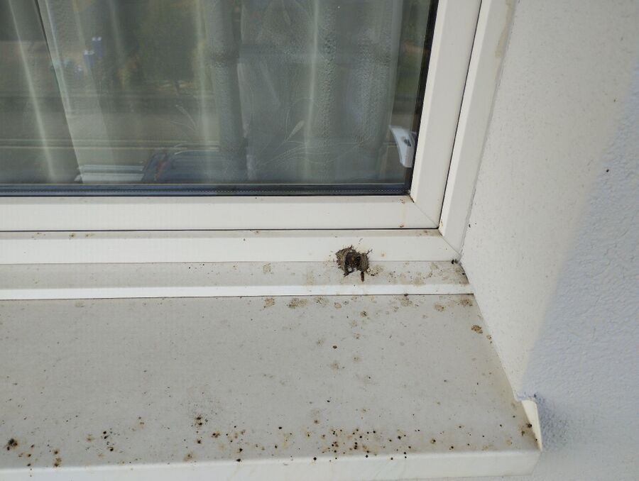 enlever un nid d abeille