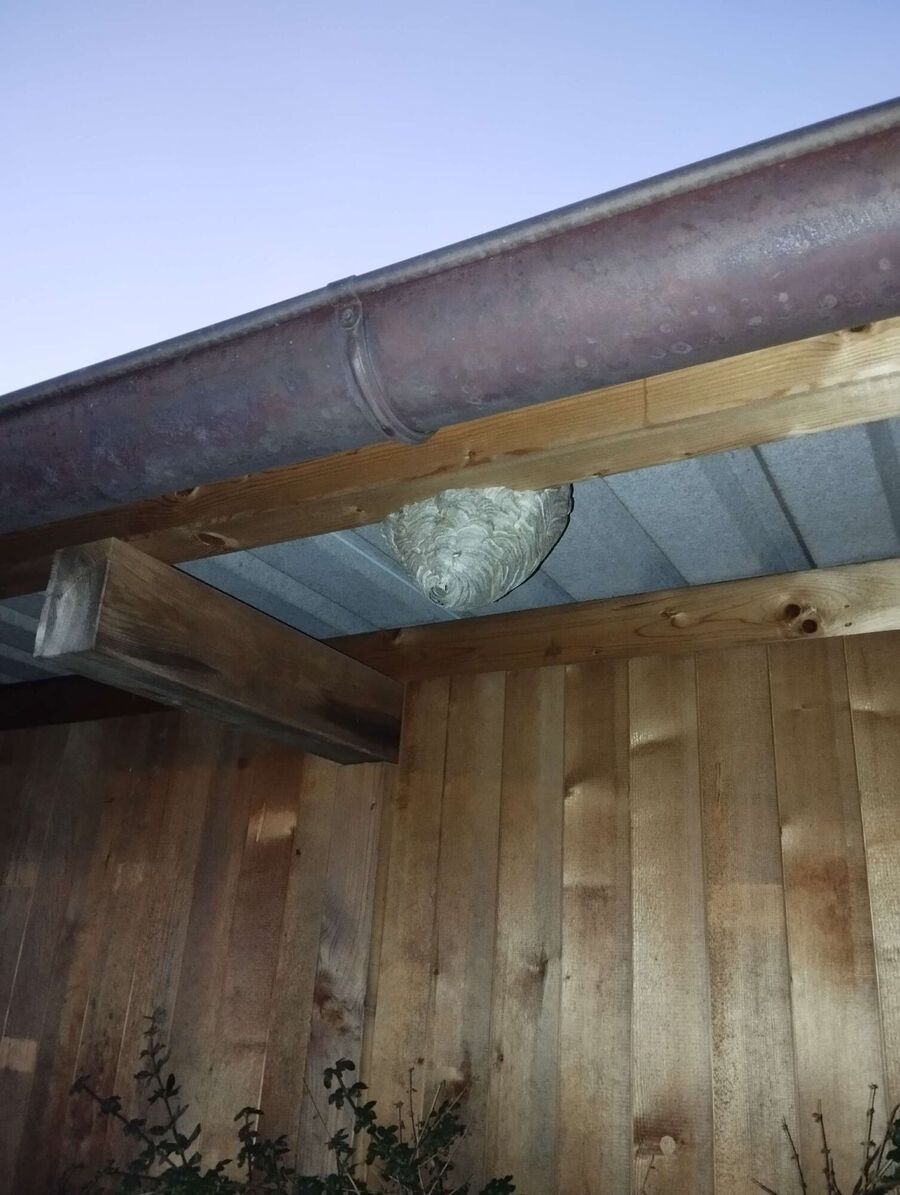 nid d abeille que faire