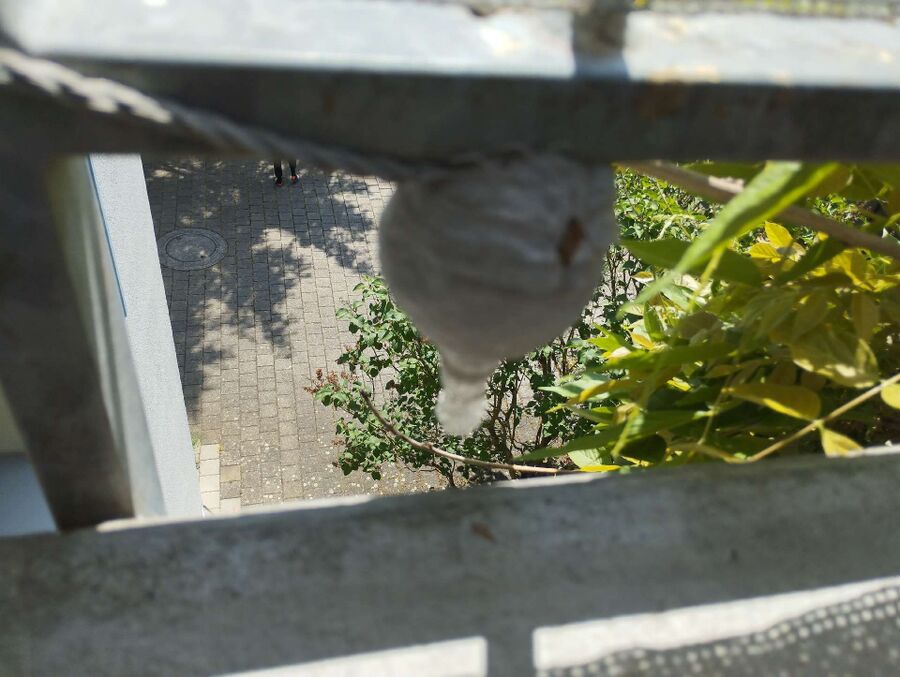 essaim d abeille enlevement