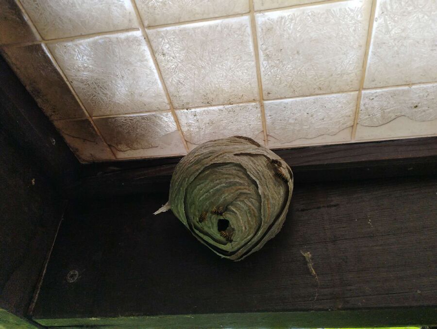 ruche abeille maison que faire