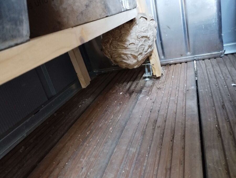 ruche abeille maison que faire