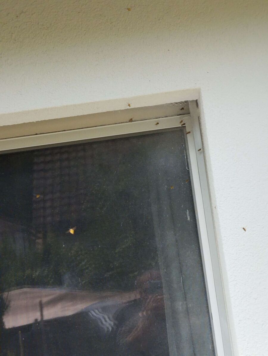 enlever un nid d abeille