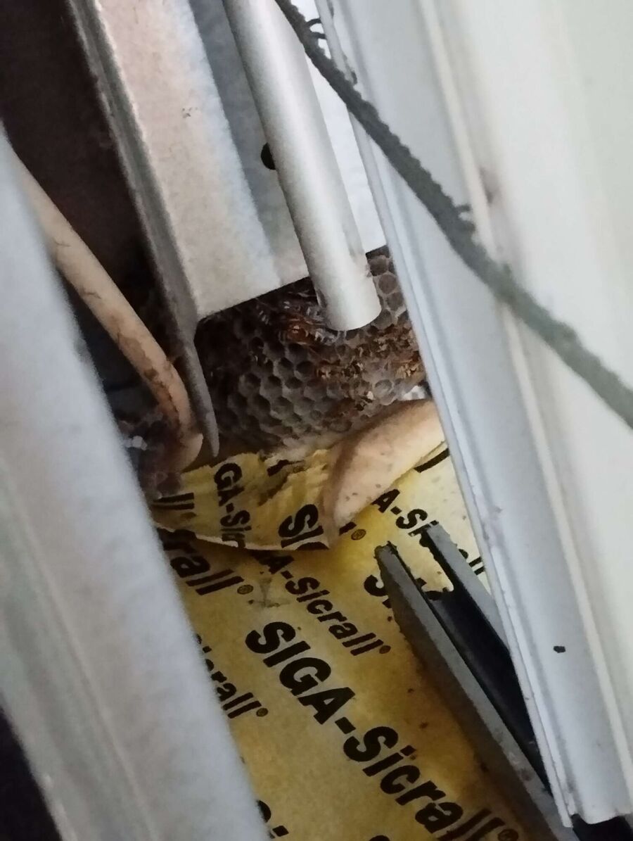 nid d abeille que faire