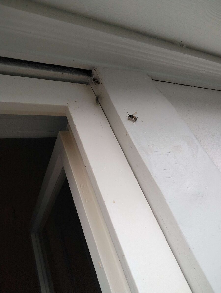 nid d abeille que faire