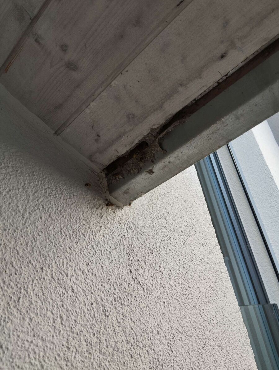 ruche abeille maison que faire