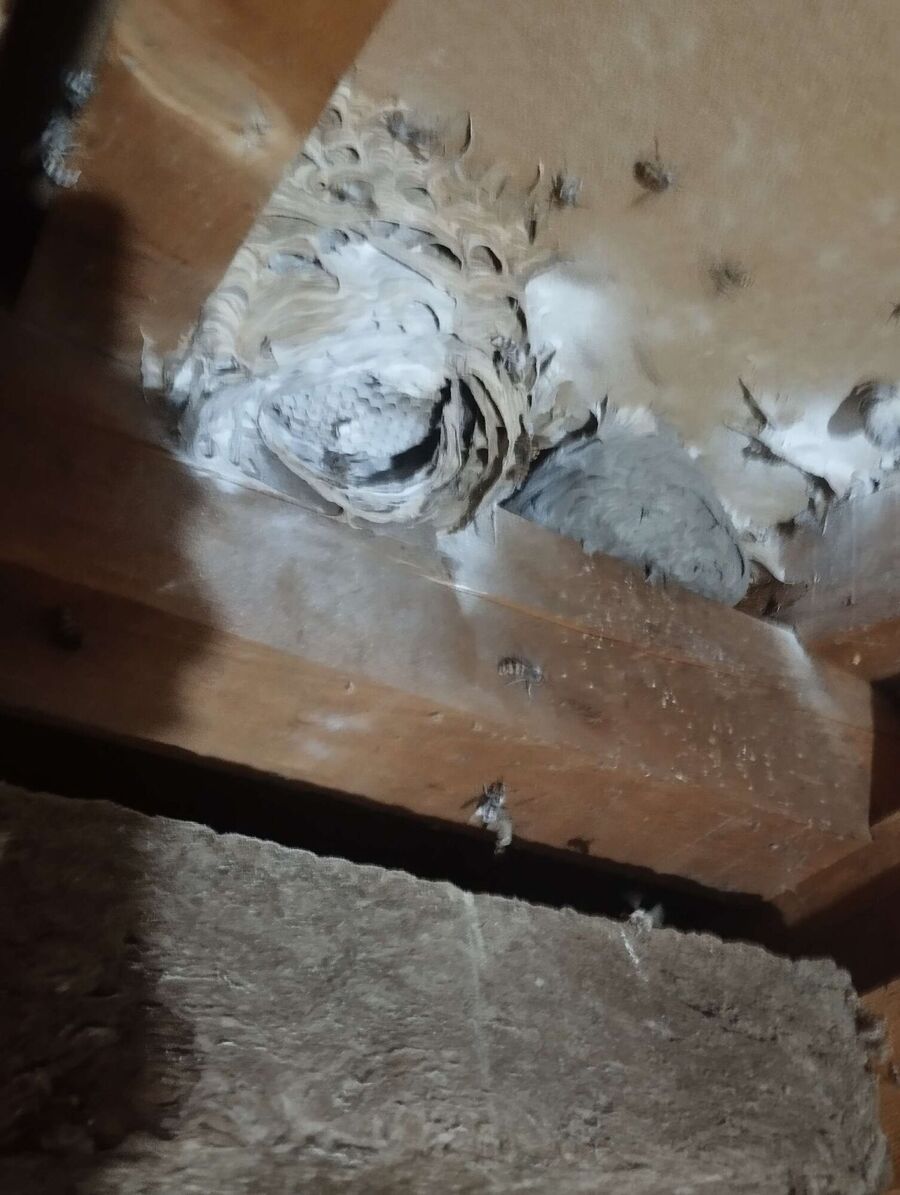 essaim d abeille enlevement