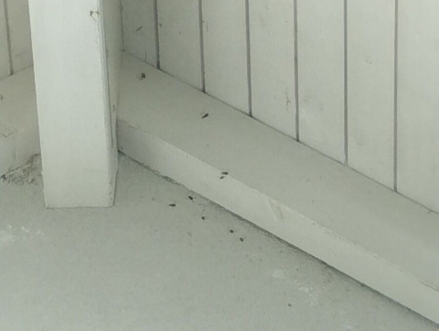 essaim d abeille enlevement