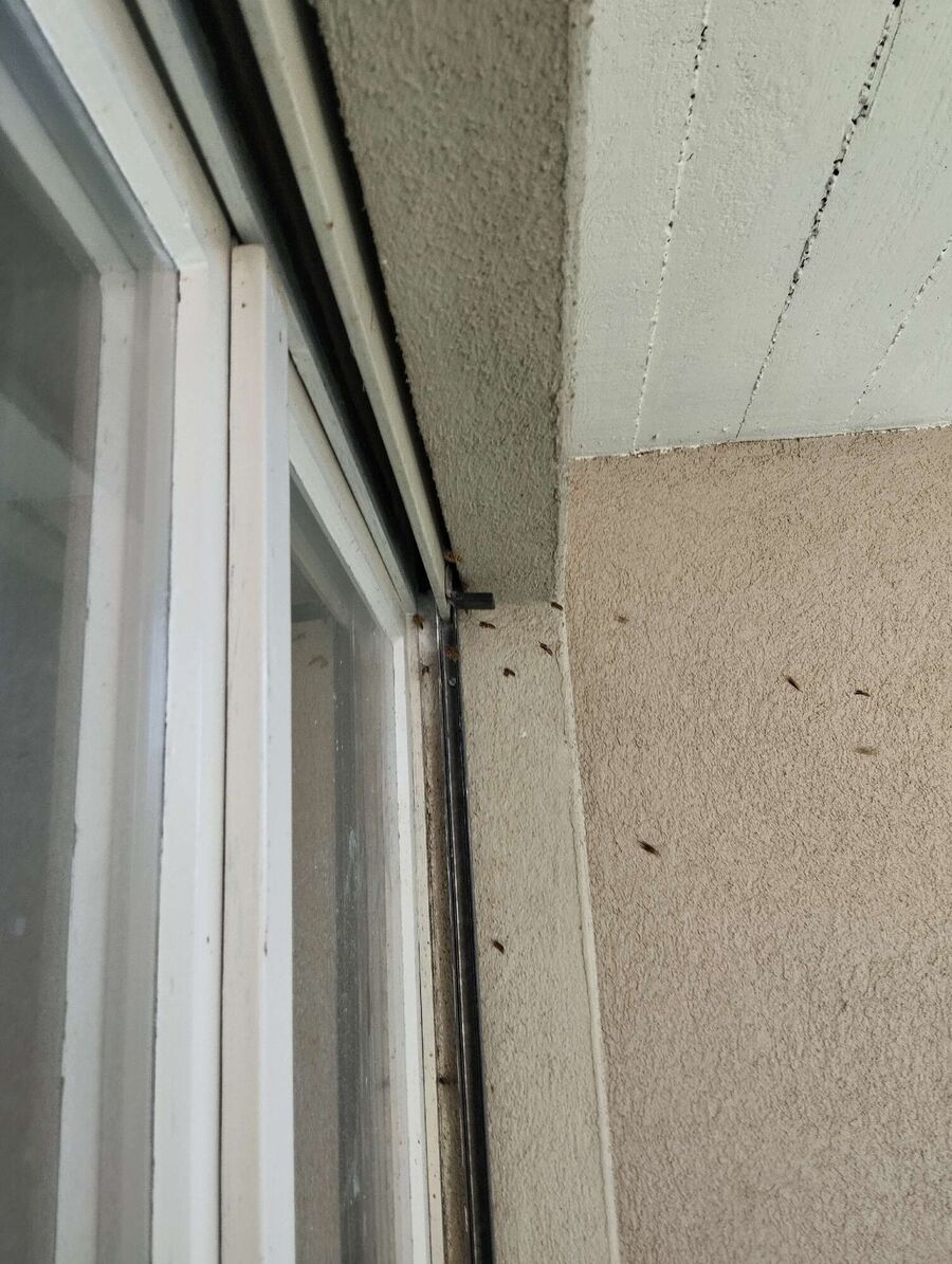 ruche abeille maison que faire