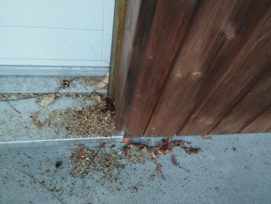 essaim d abeille enlevement