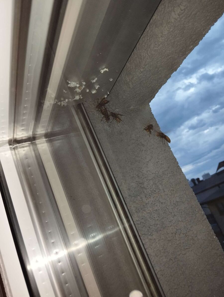 enlever un nid d abeille