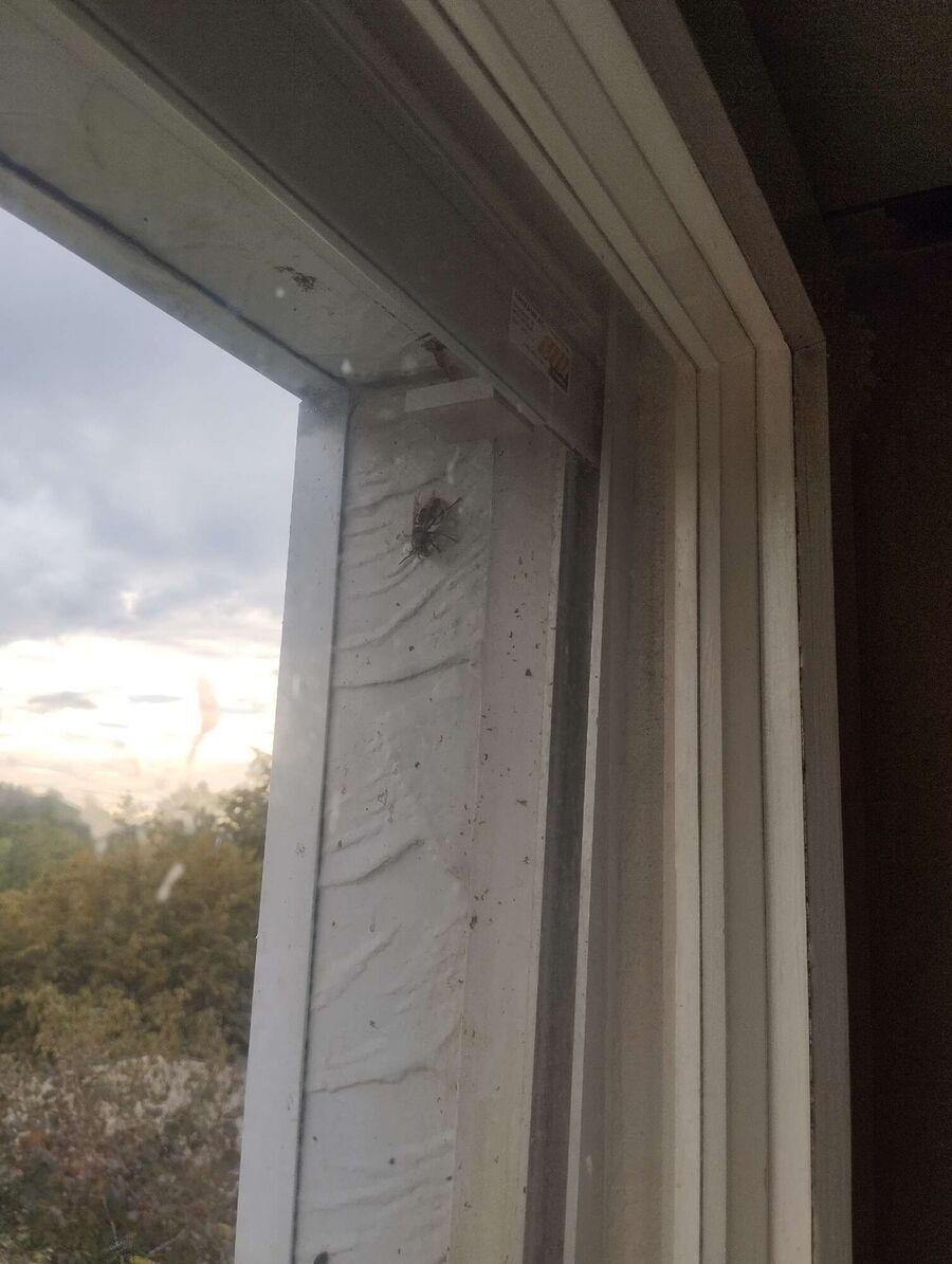 ruche abeille maison que faire