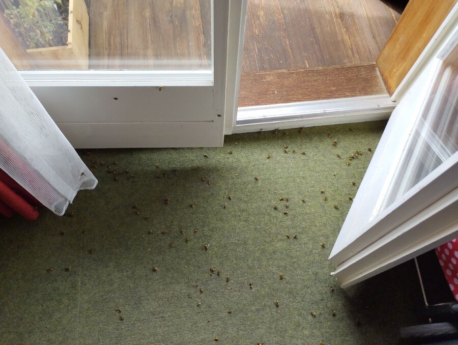 essaim d abeille enlevement