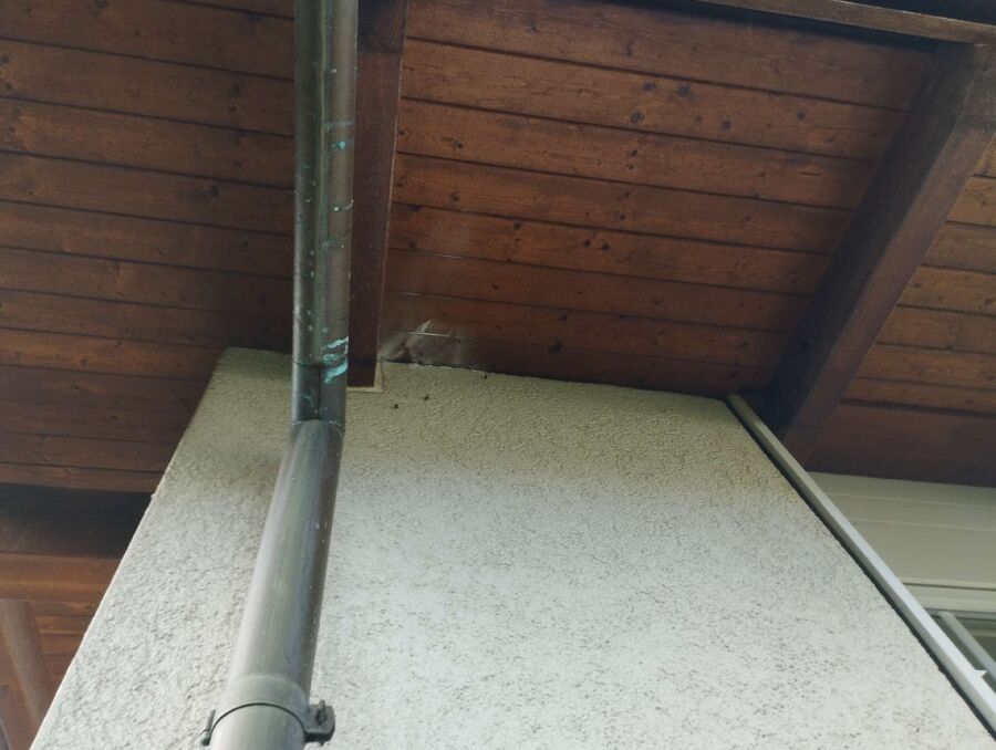 ruche abeille maison que faire