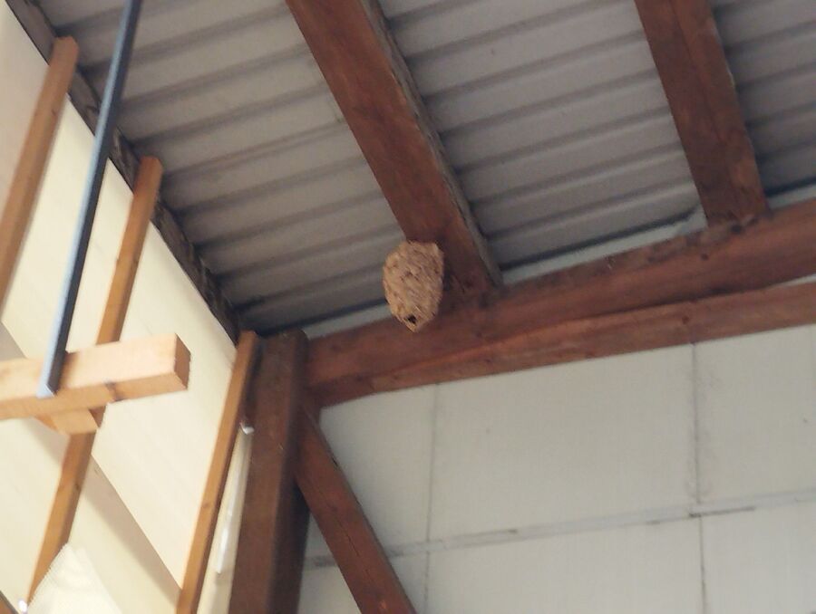 essaim d abeille enlevement