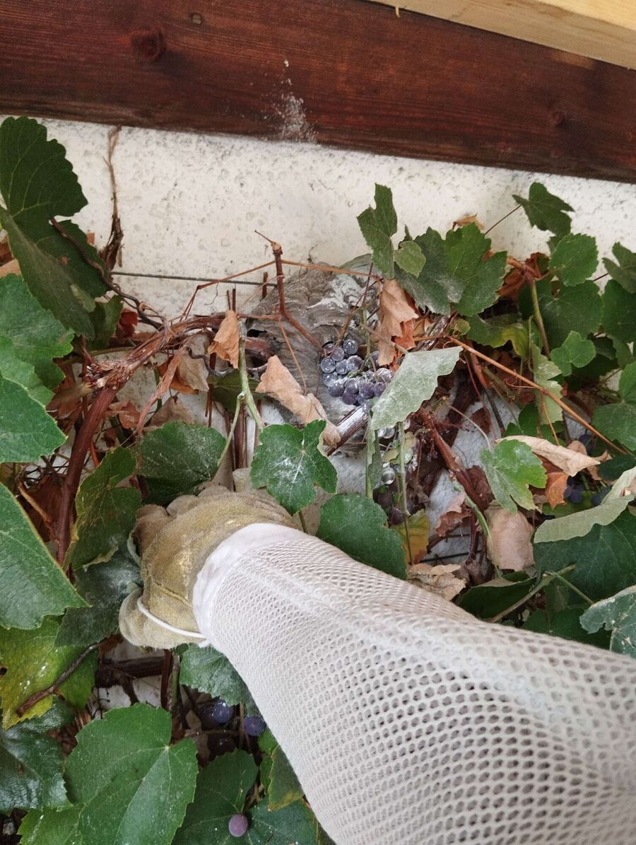 enlever un nid d abeille