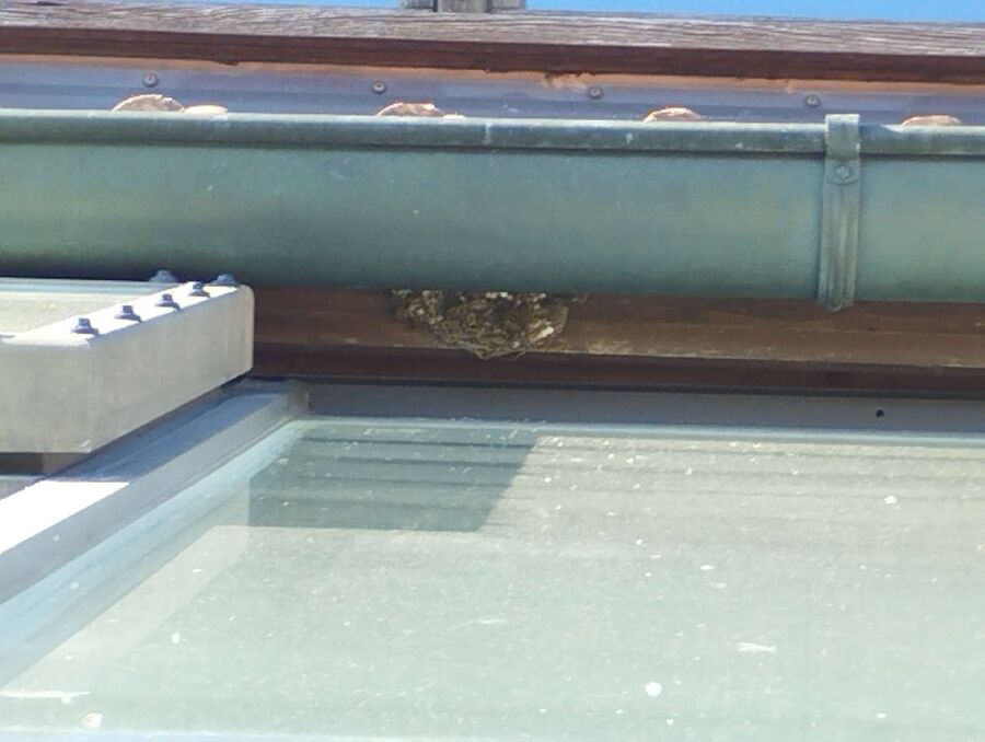 nid d abeille que faire