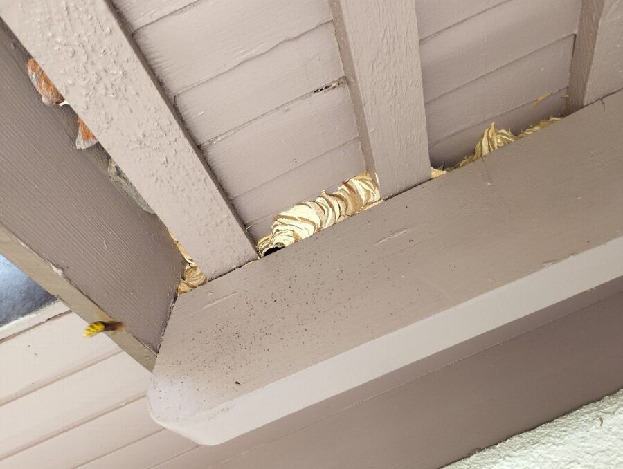 essaim d abeille enlevement