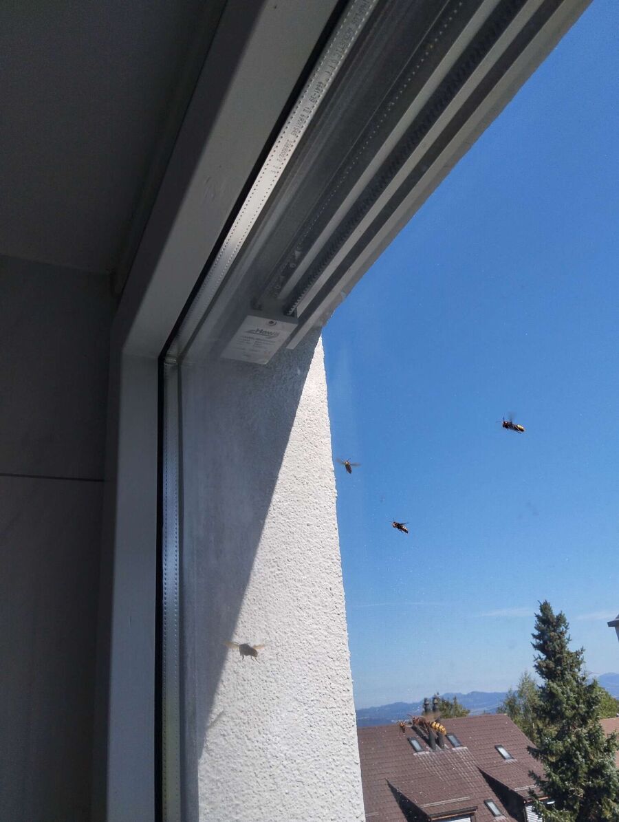 enlever un nid d abeille