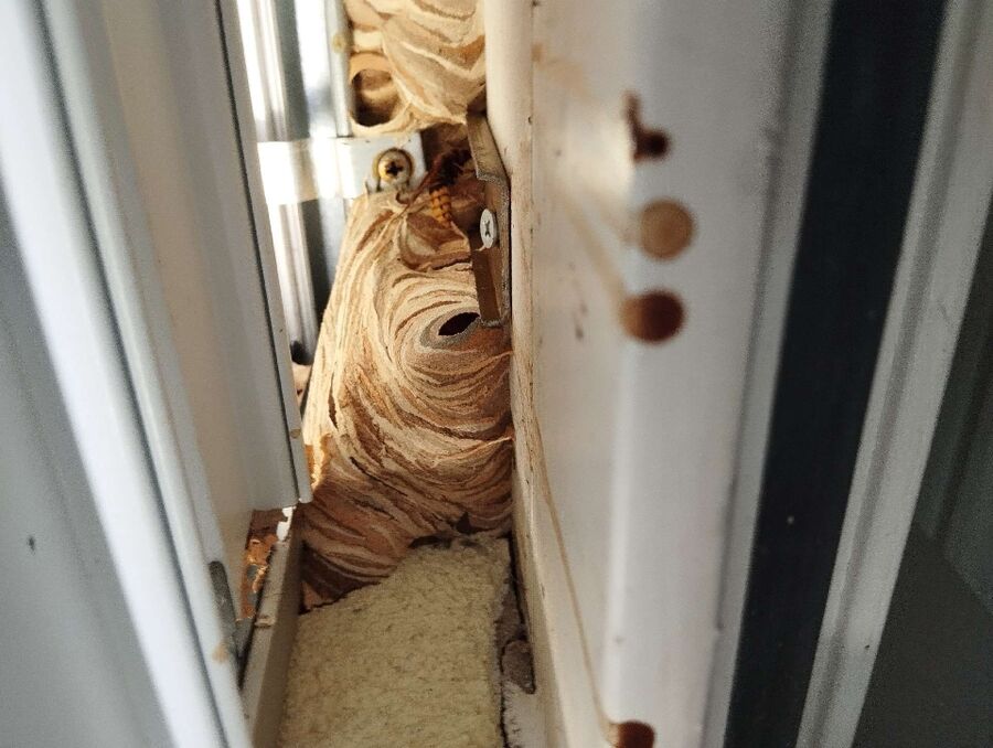 ruche abeille maison que faire