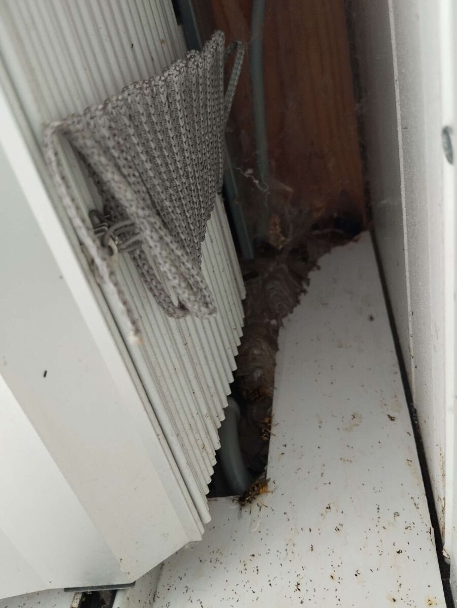 essaim d abeille enlevement