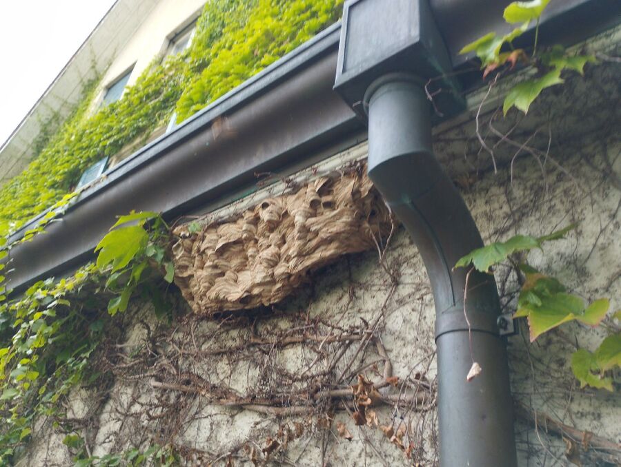 nid d abeille que faire