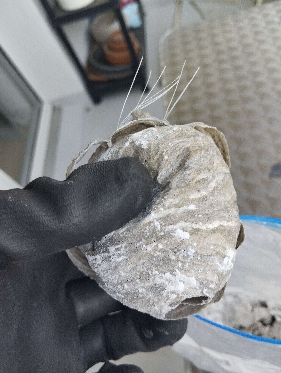 ruche abeille maison que faire