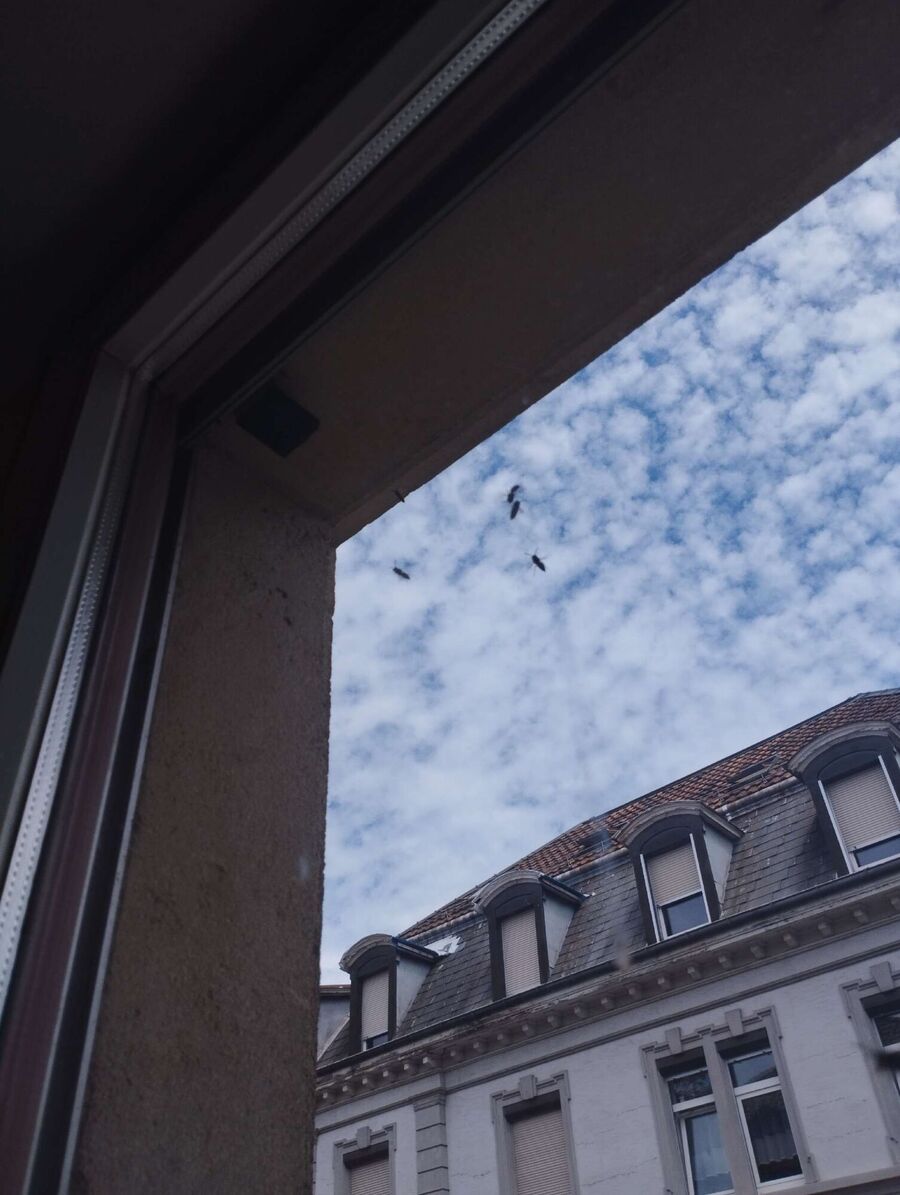 ruche abeille maison que faire