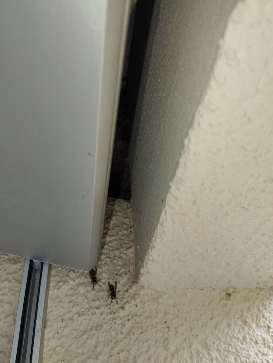 essaim d abeille enlevement