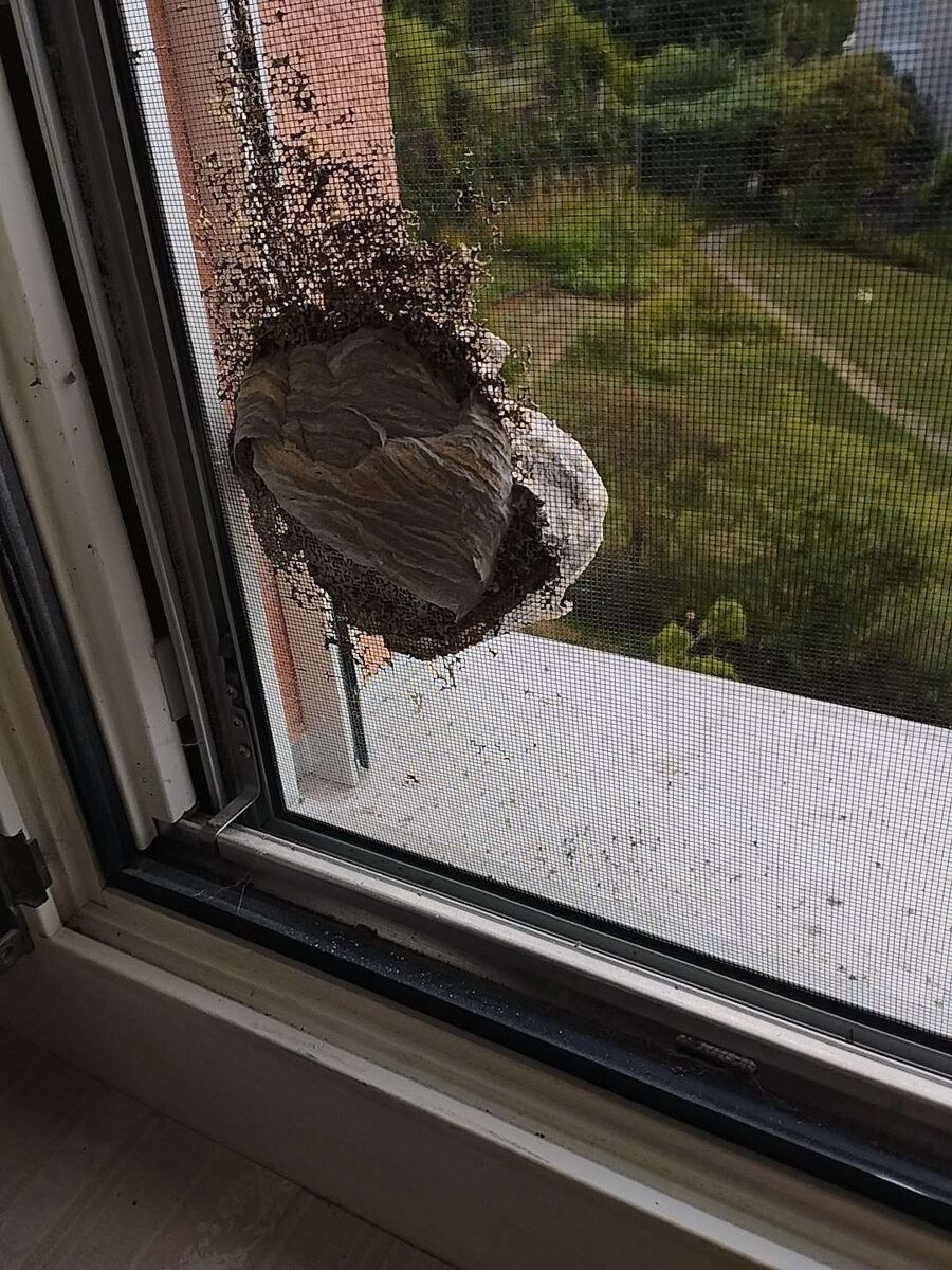 ruche abeille maison que faire