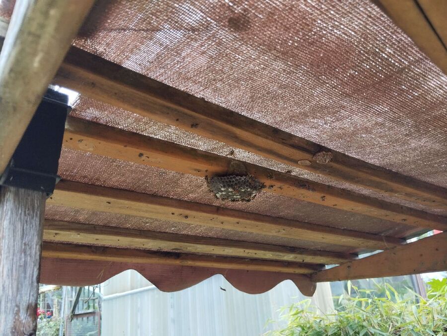 enlever un nid d abeille