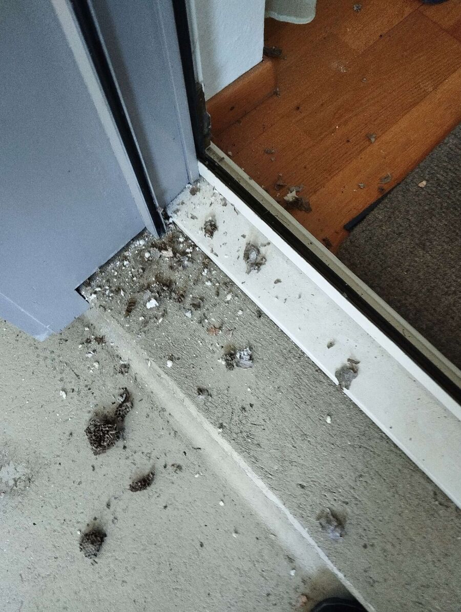 nid d abeille que faire