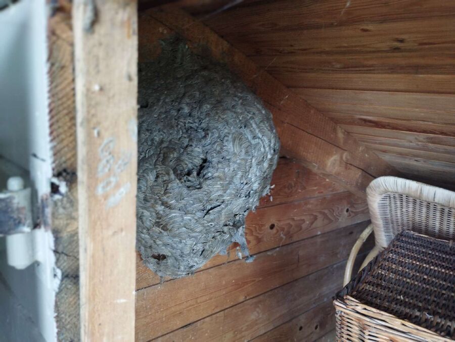 ruche abeille maison que faire