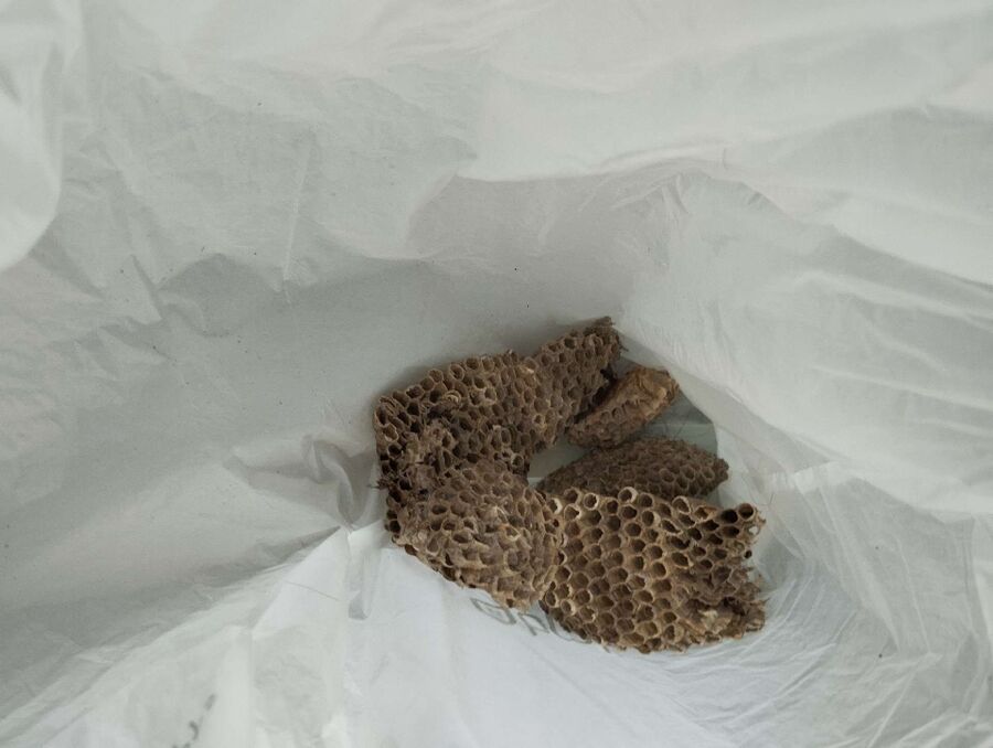 ruche abeille maison que faire