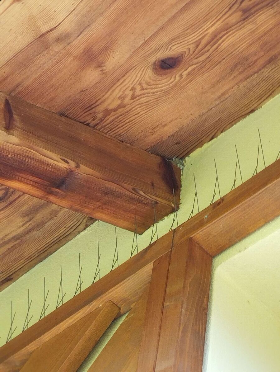 ruche abeille maison que faire