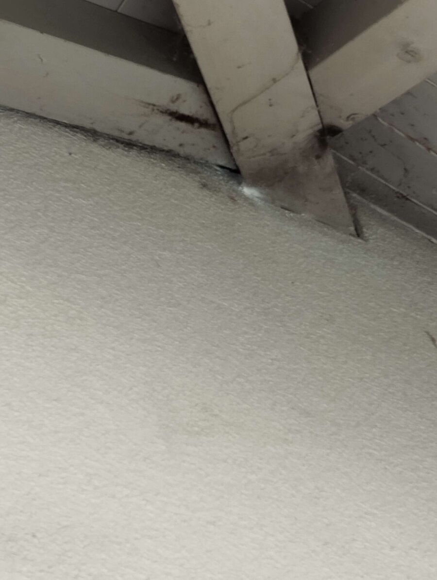 ruche abeille maison que faire